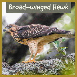 Broad-winged Hawk